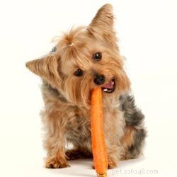 10 groenten en fruit die helpen bij de voeding van honden