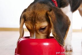 Gli acidi grassi omega sono importanti nel cibo per cani?