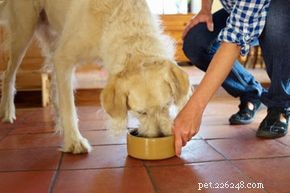 Qual ​​a importância da proteína na dieta dos cães?