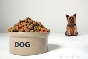 Jak důležité jsou bílkoviny ve stravě psů?