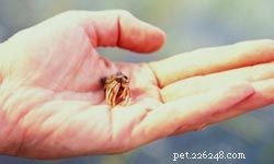 10 Great First Pets