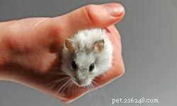 10 Great First Pets