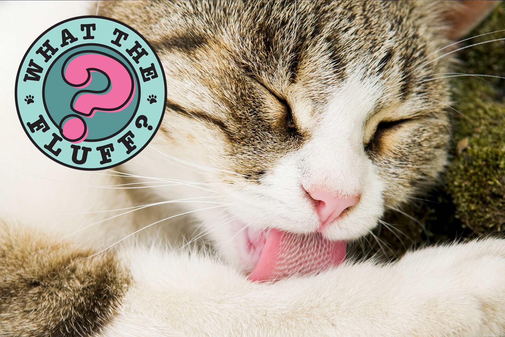 猫の舌が荒いのはなぜですか？ 