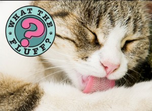 Por que as línguas dos gatos são ásperas?