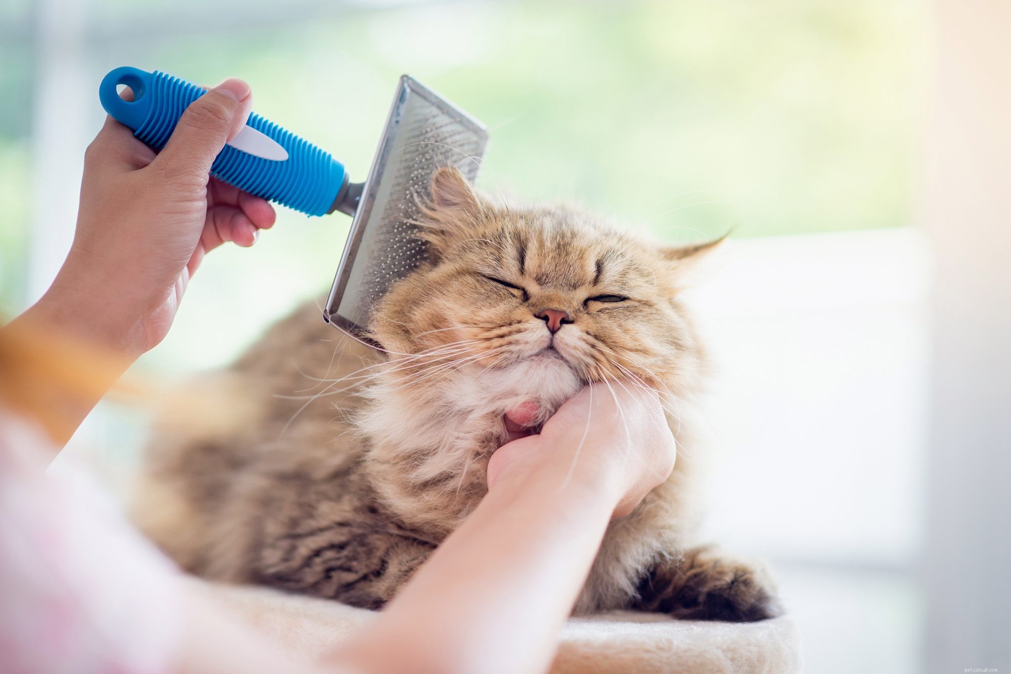 O que causa o emaranhado de pelos de gato—mais como desembaraçar e evitar que os tapetes voltem
