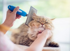 O que causa o emaranhado de pelos de gato—mais como desembaraçar e evitar que os tapetes voltem