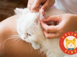 Hoe maak je de oren van je kat schoon als ze vies worden