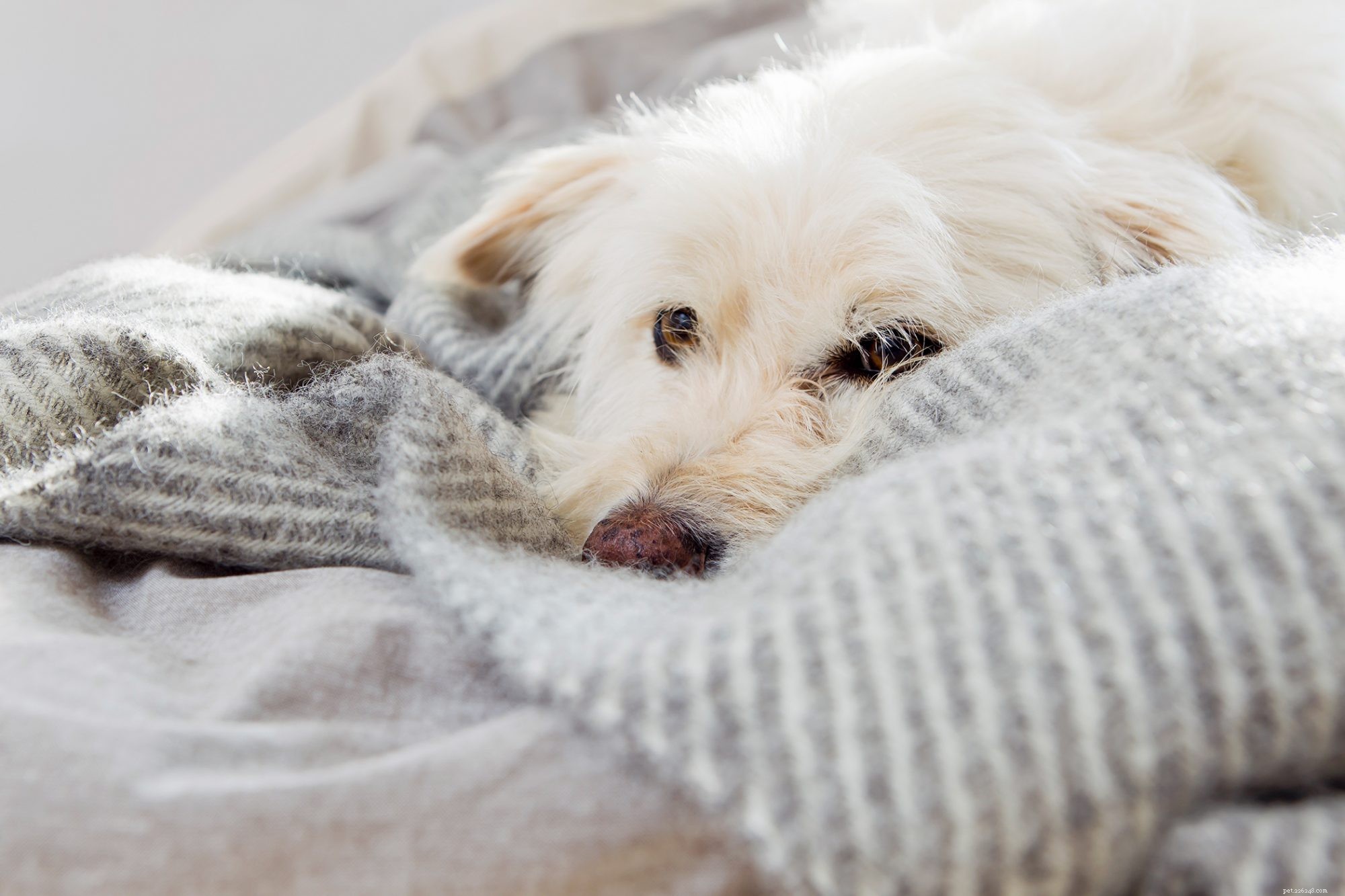 Psí hnízdění:Je zvyk vašich psů před spaním otřesný nebo normální?