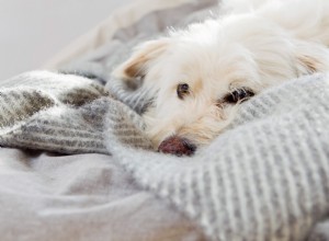 犬の営巣：あなたの犬の就寝時の習慣はナッツですか、それとも普通ですか？ 