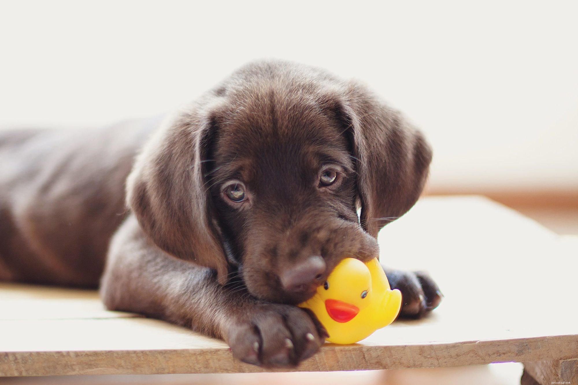 개가 삐걱거리는 장난감을 좋아하는 이유는 무엇입니까? 동물 행동학자가 강아지가 원하는 것을 설명합니다