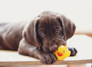 Varför gillar hundar pipiga leksaker? En djurbeteendeare förklarar vad din valp hoppas uppnå