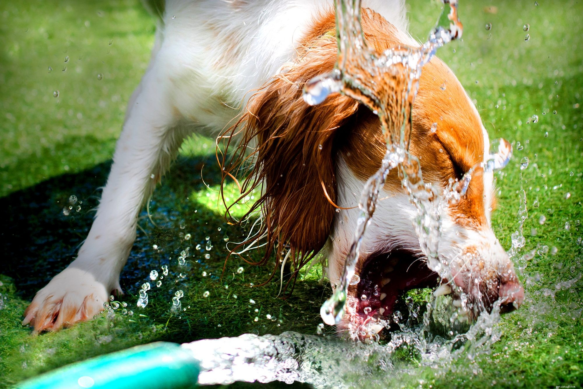 Dehydrering hos hundar:orsaker, symtom och hur du får din hund återfuktad