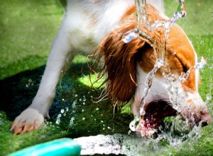 犬の脱水症状：原因、症状、および犬を水分補給する方法