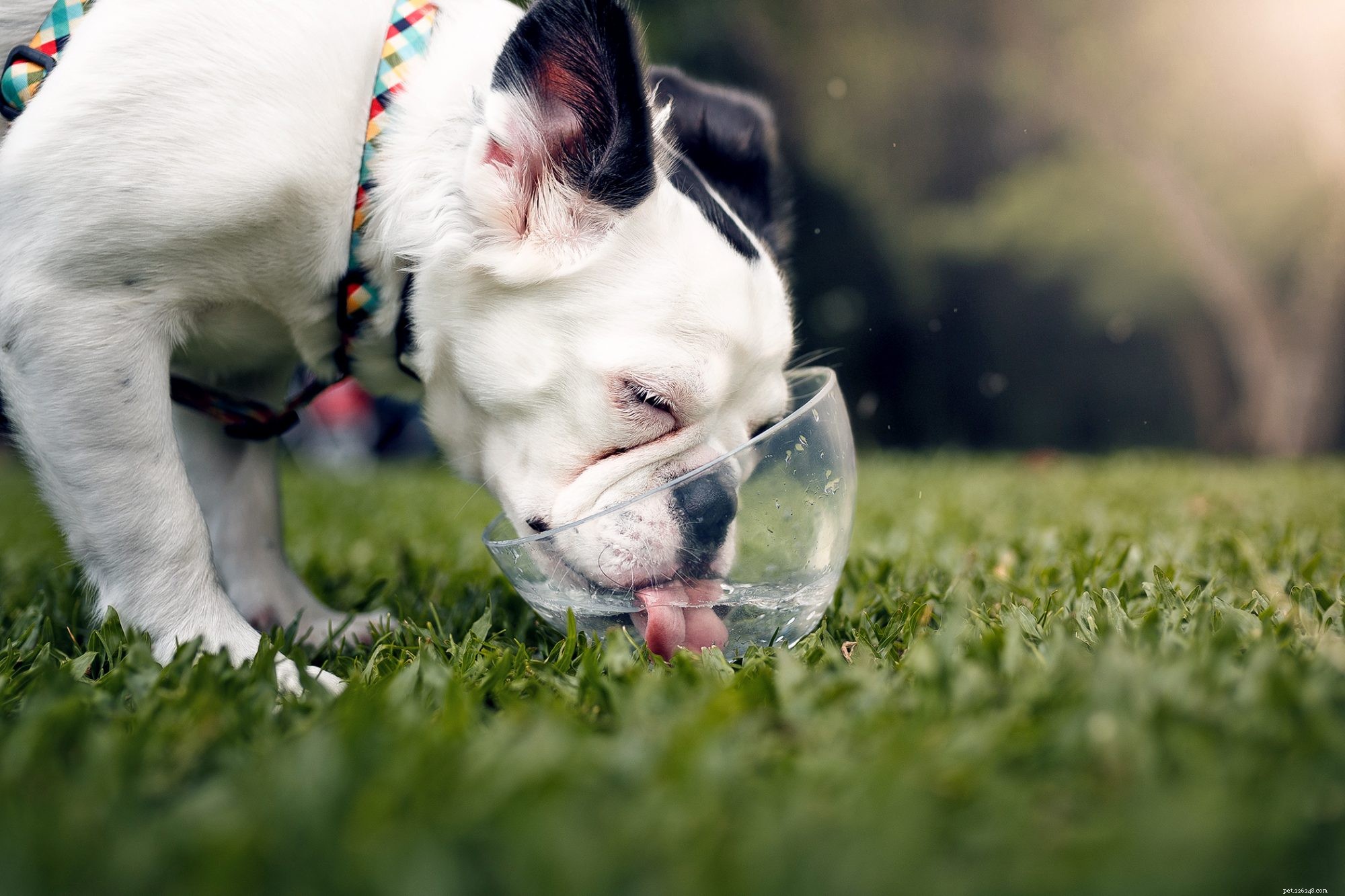 Hoe u uw hond kunt beschermen tegen hitte-uitputting als de temperatuur stijgt