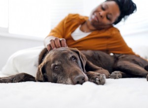 Vše, co byste měli vědět o nákladech na operaci ACL psů