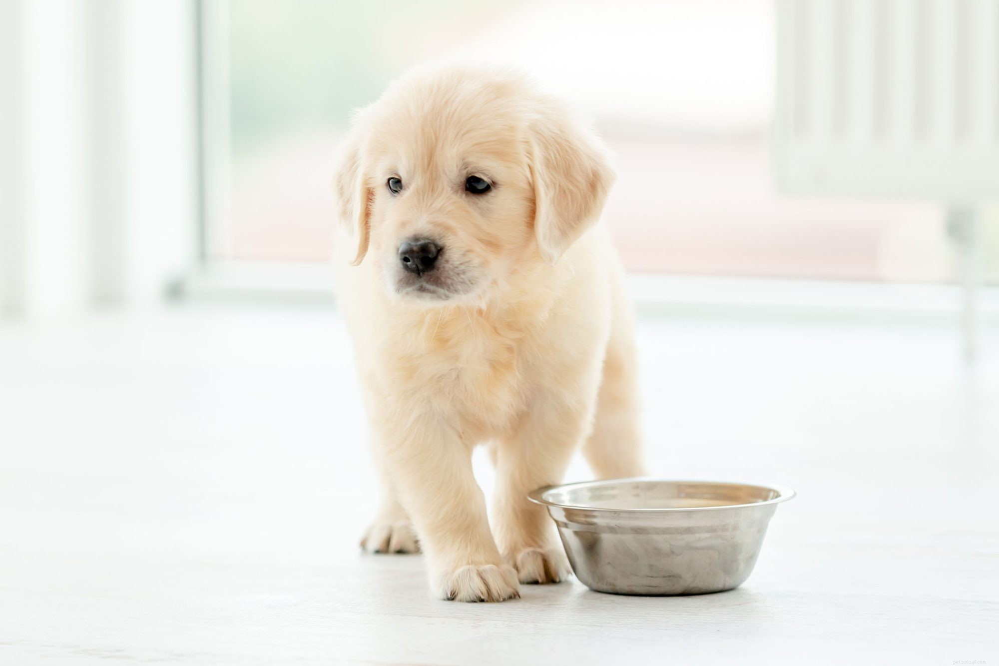 Co dělat, když vaše štěně dostatečně nejí