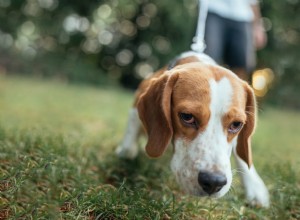 Co je výcvik pachů pro psy a jak mohu začít?
