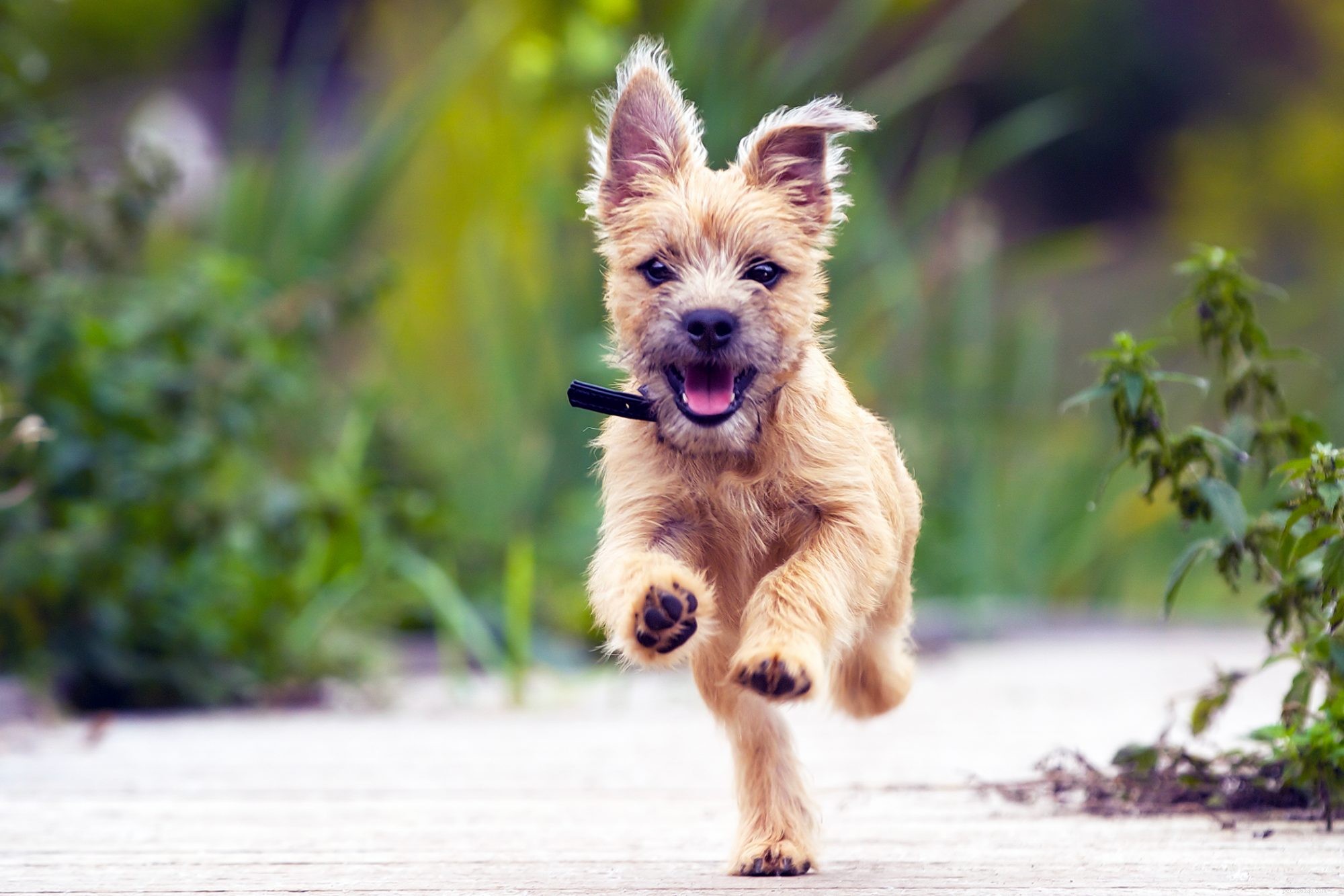 5 choses que votre vétérinaire aimerait que vous fassiez déjà pour votre chien