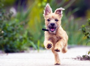 5 coisas que seu veterinário gostaria que você já estivesse fazendo pelo seu cão
