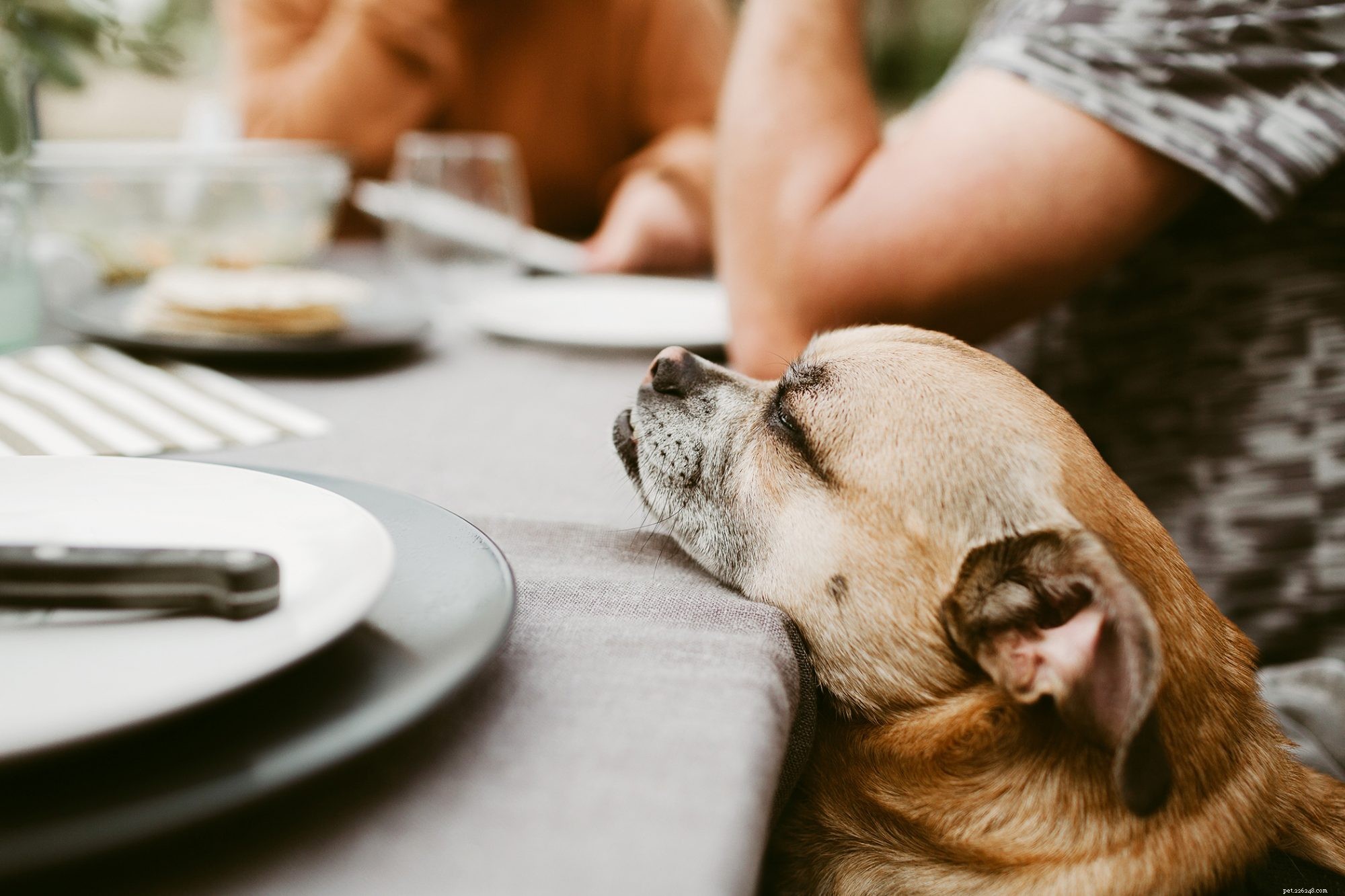 Is ham een ​​veilig voedsel voor honden om te eten?
