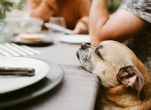 Är skinka ett säkert foder för hundar att äta?