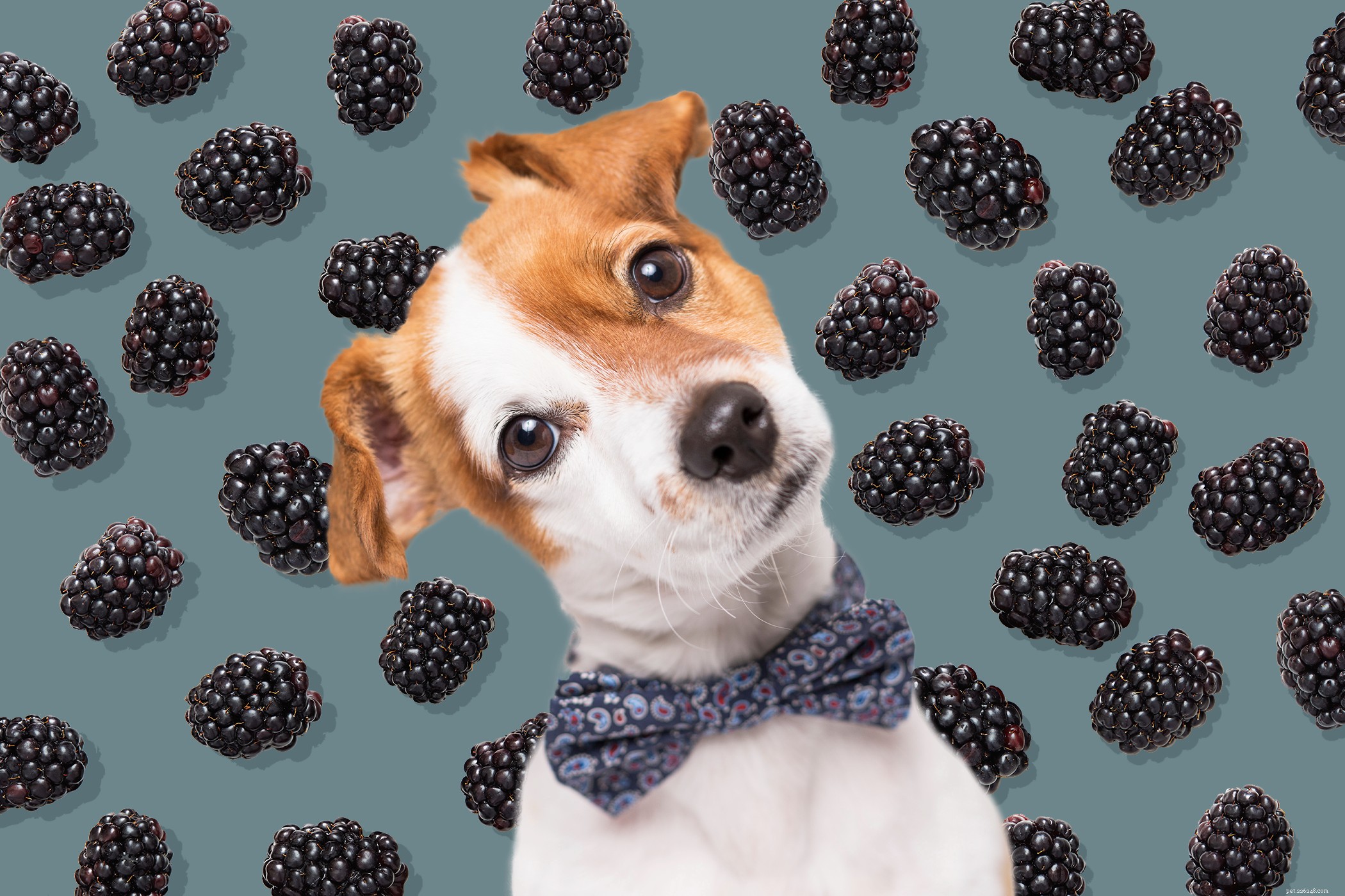 Os cães podem comer amoras? Aqui está o que você deve saber sobre esta saborosa fruta de verão