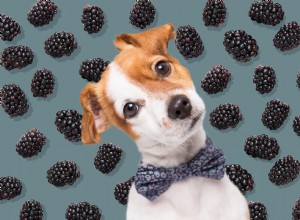 Os cães podem comer amoras? Aqui está o que você deve saber sobre esta saborosa fruta de verão