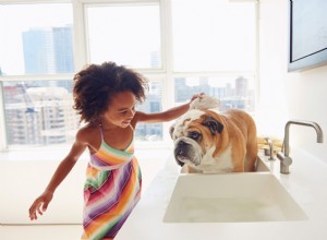 Безопасно ли средство для мытья посуды Dawn для собак?