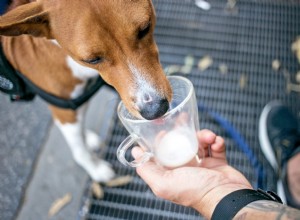Os cães podem beber leite? Veja por que os laticínios podem não ser os melhores para o seu cachorro