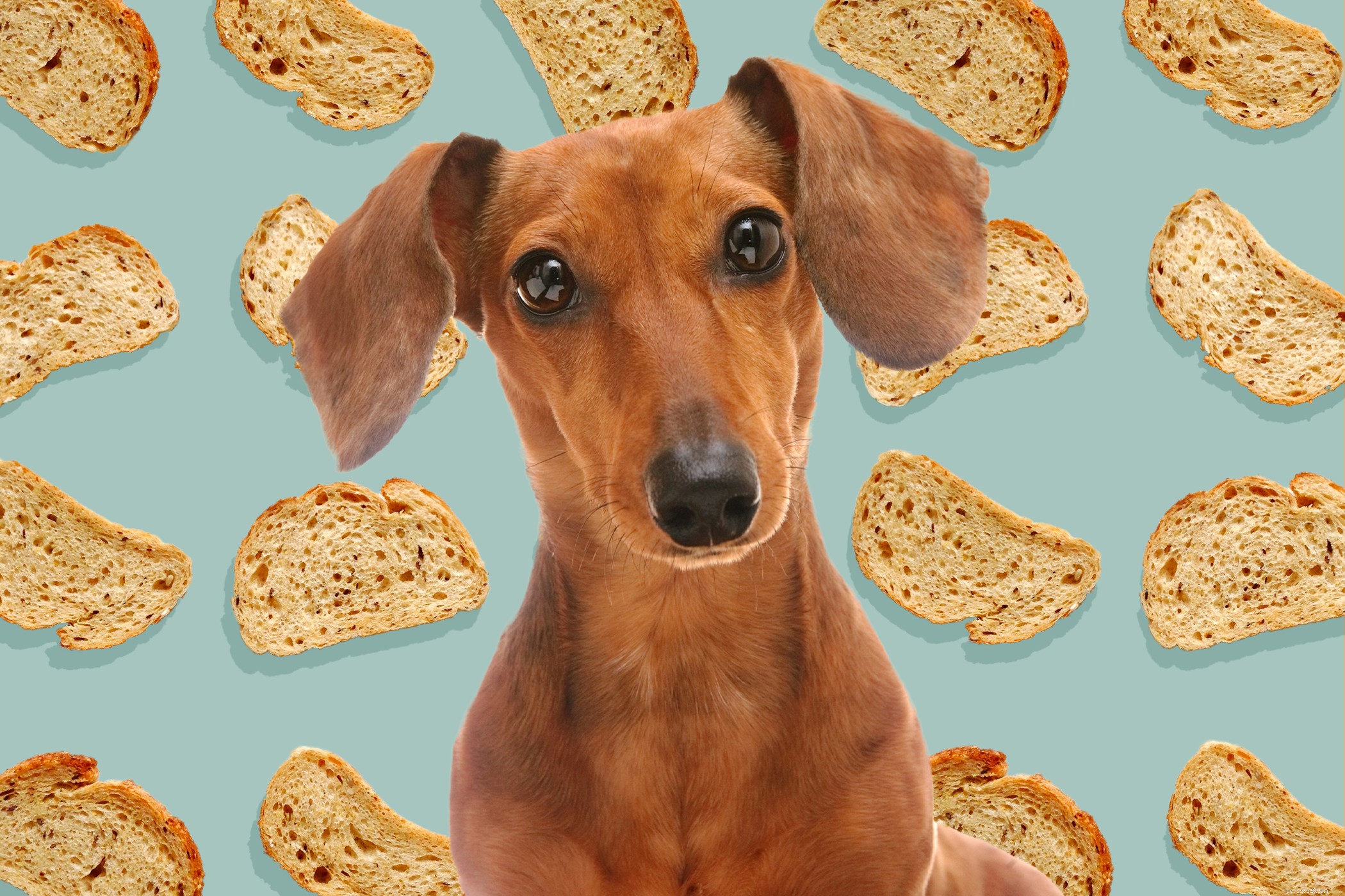 Les chiens peuvent-ils manger du pain ? Un vétérinaire partage la vérité minable