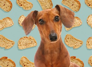 개가 빵을 먹을 수 있습니까? 진부한 진실을 나누는 수의사