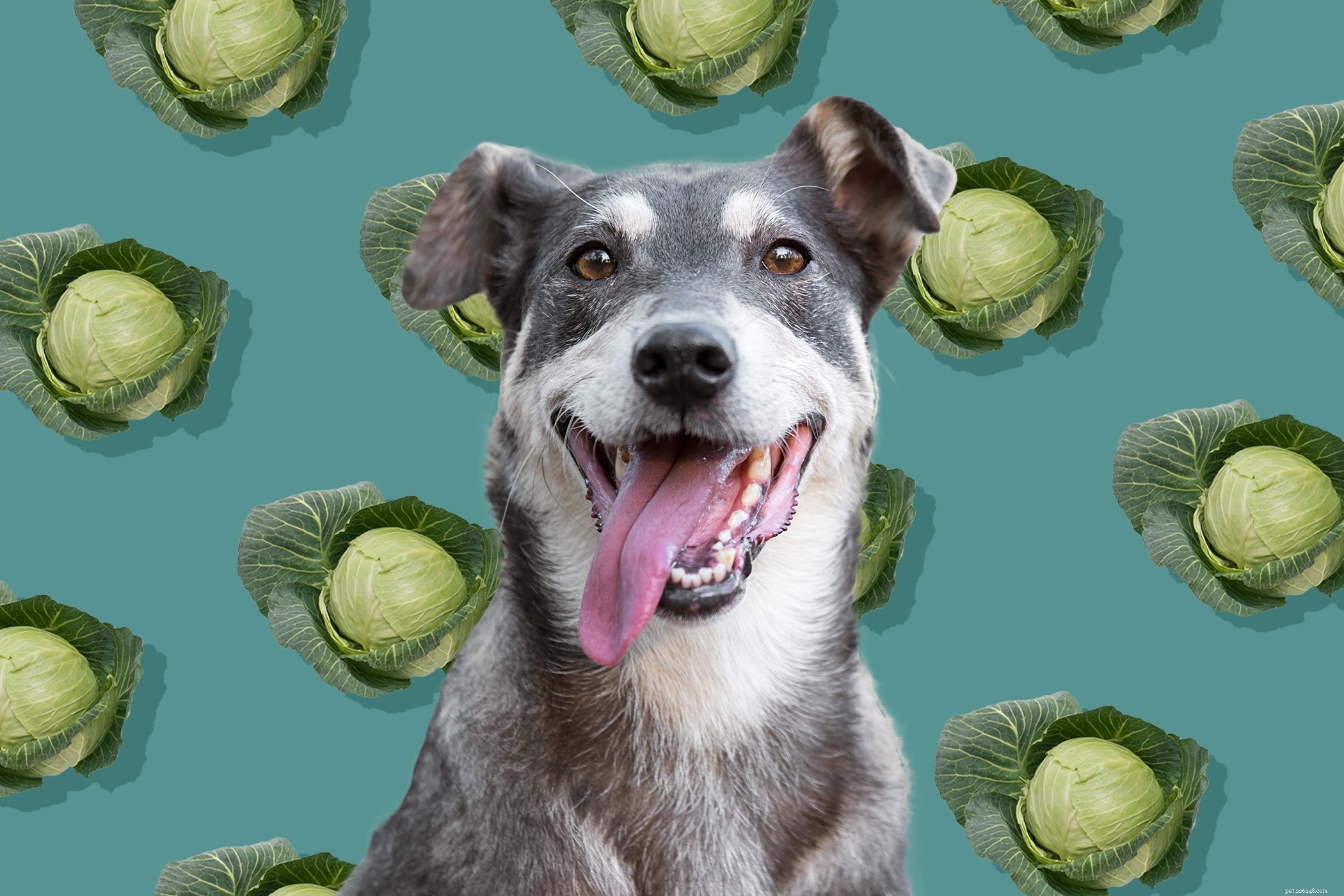 Os cães podem comer repolho? Aqui está o que um veterinário recomenda