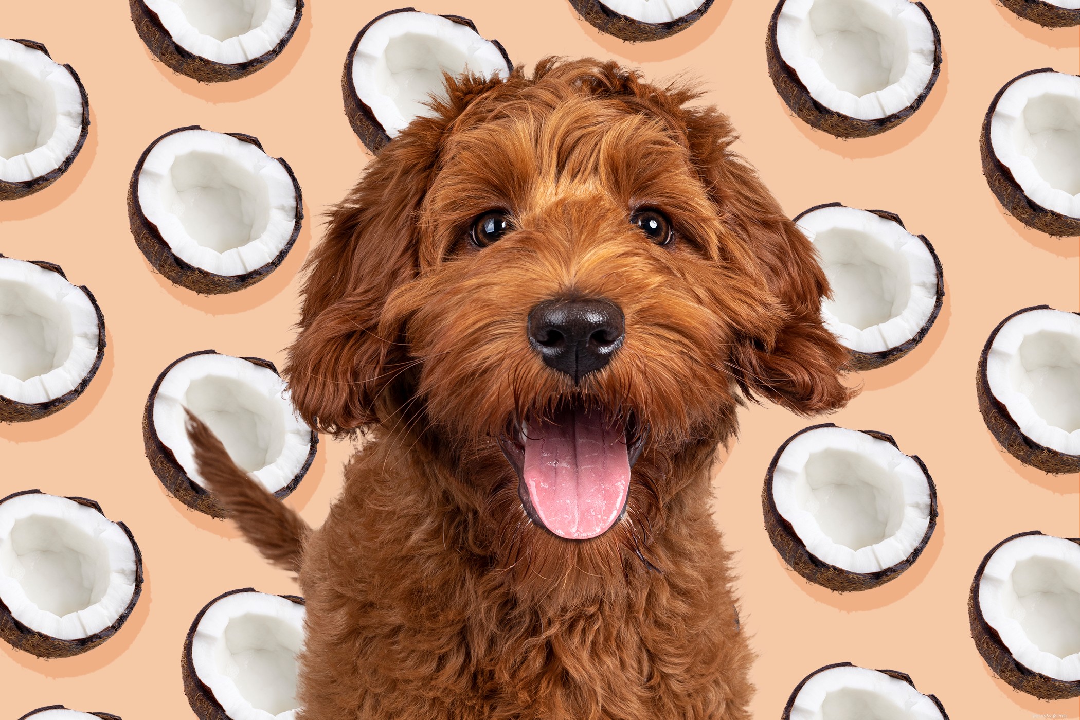 Kunnen honden kokos eten?