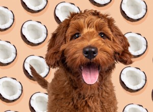 Kunnen honden kokos eten?