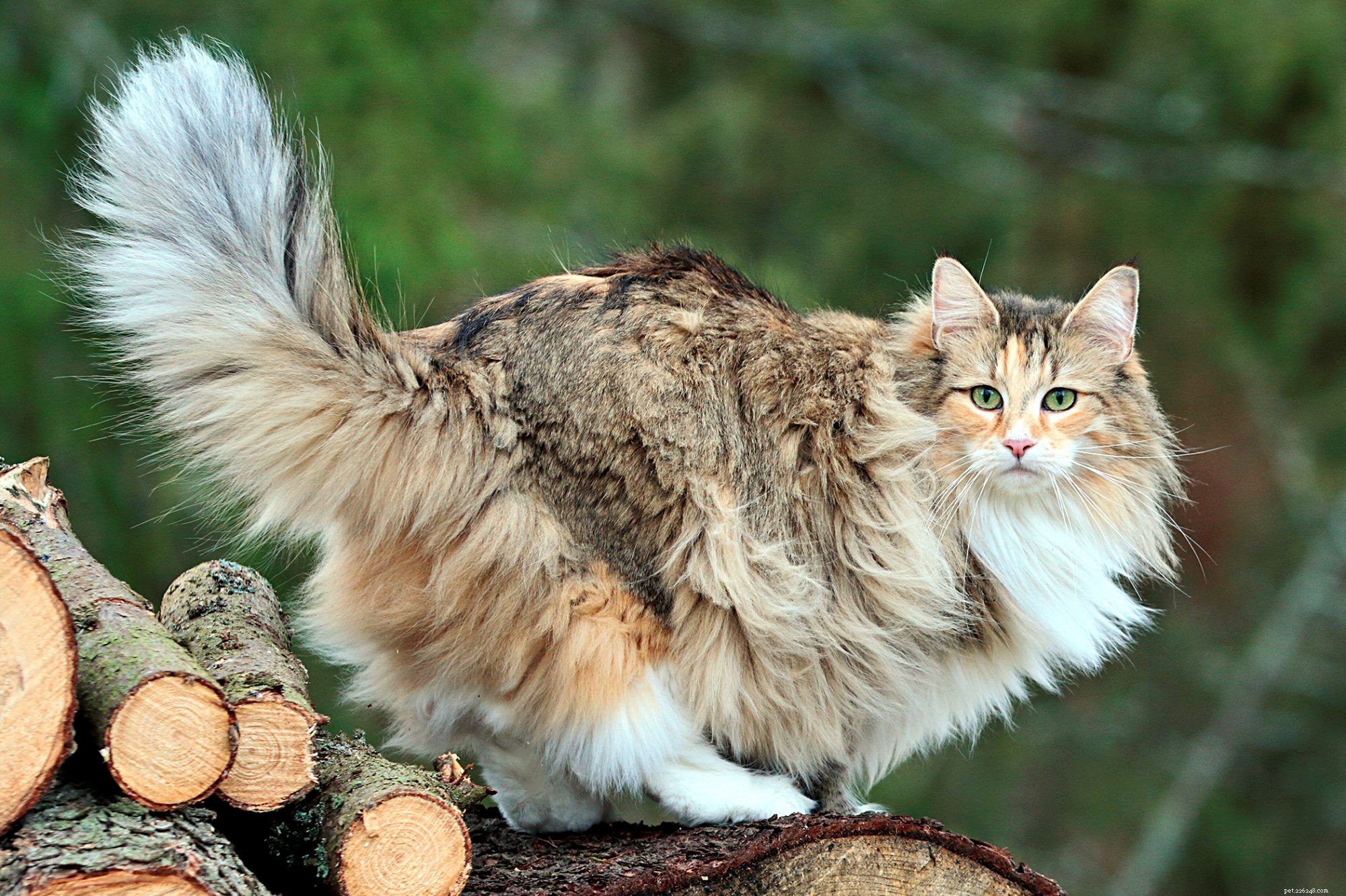 노르웨이 삼림 고양이