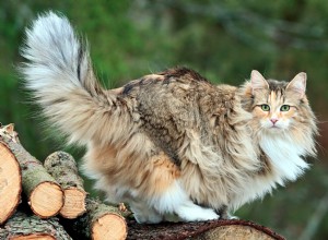 Norská lesní kočka