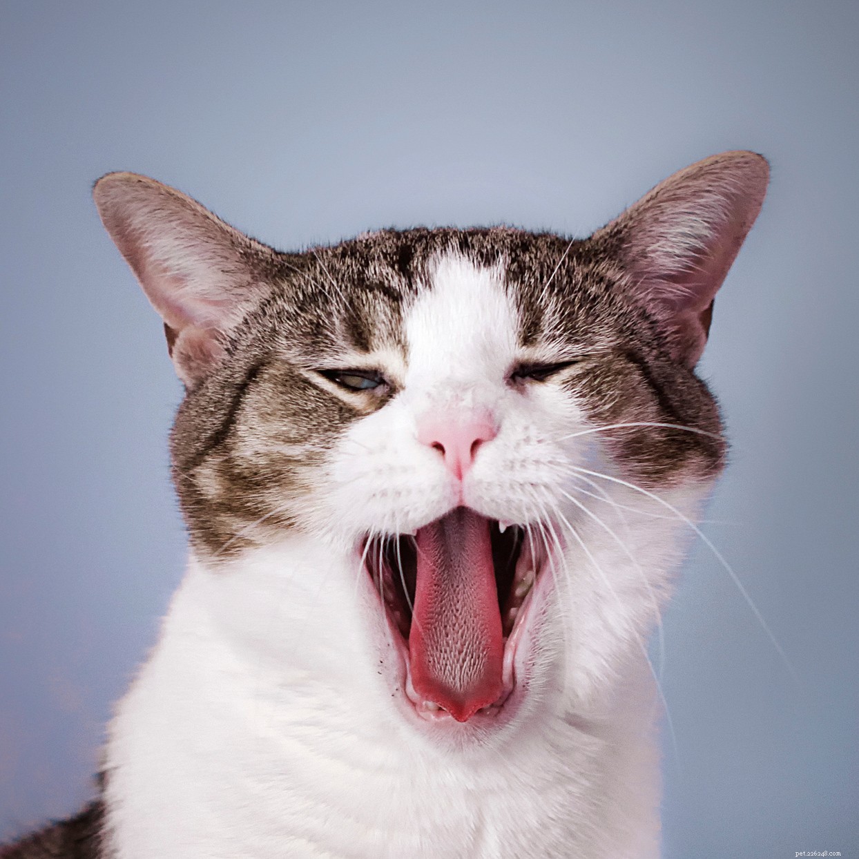 Hoe u een slechte adem van uw kat kunt verhelpen