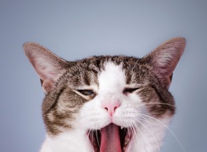 고양이 입 냄새를 해결하는 방법
