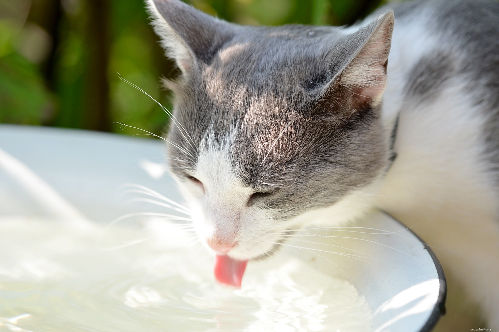 5 smarta sätt att uppmuntra din katt att dricka mer vatten, enligt en veterinär