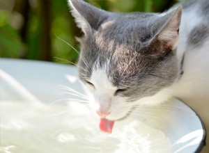 獣医師によると、猫にもっと水を飲むように促す5つの賢い方法 