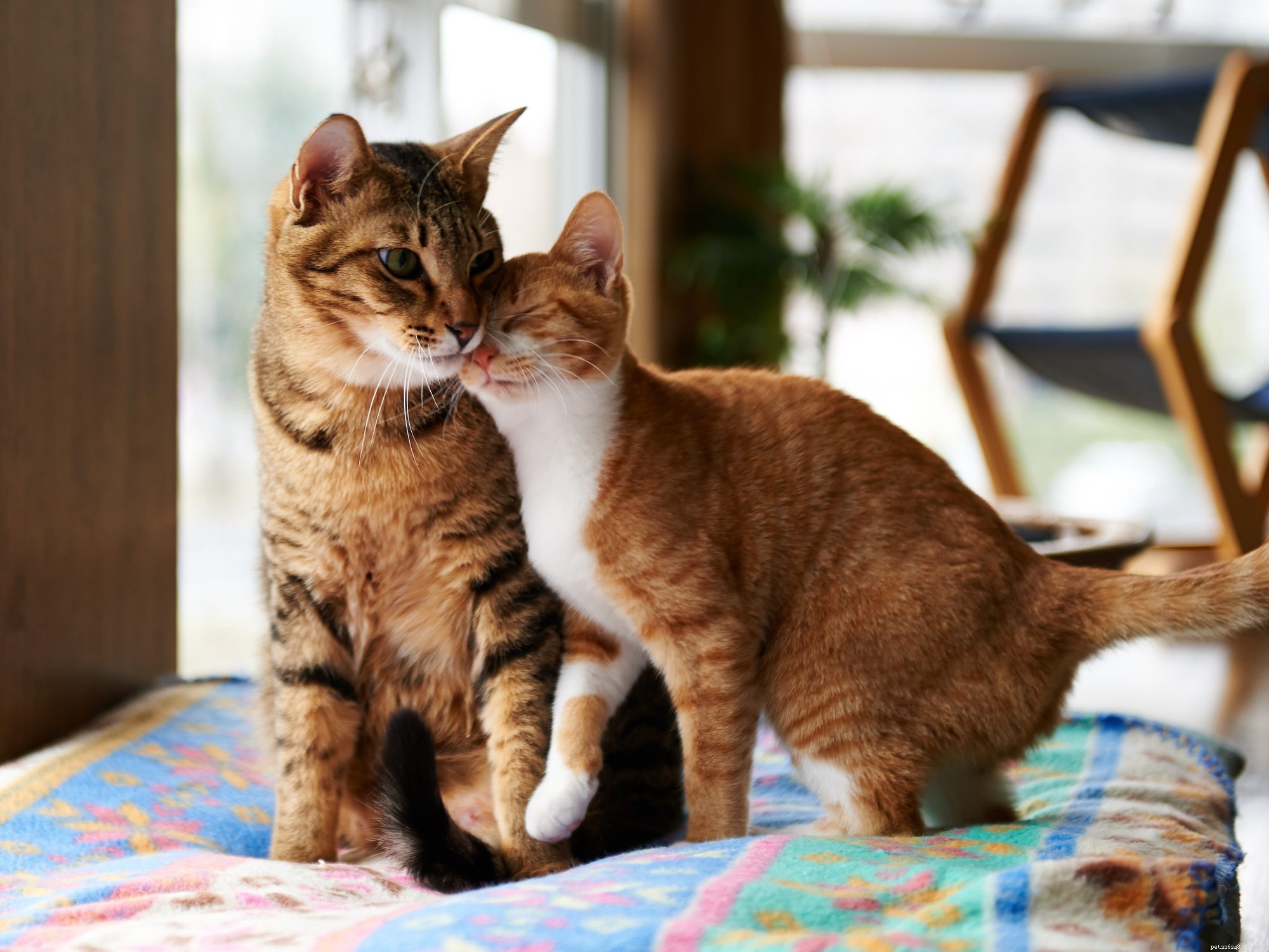 고양이가 한 마리 이상 있습니까? 새로운 연구에 따르면 두 사람이 서로의 이름을 알 수 있음
