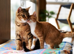 고양이가 한 마리 이상 있습니까? 새로운 연구에 따르면 두 사람이 서로의 이름을 알 수 있음