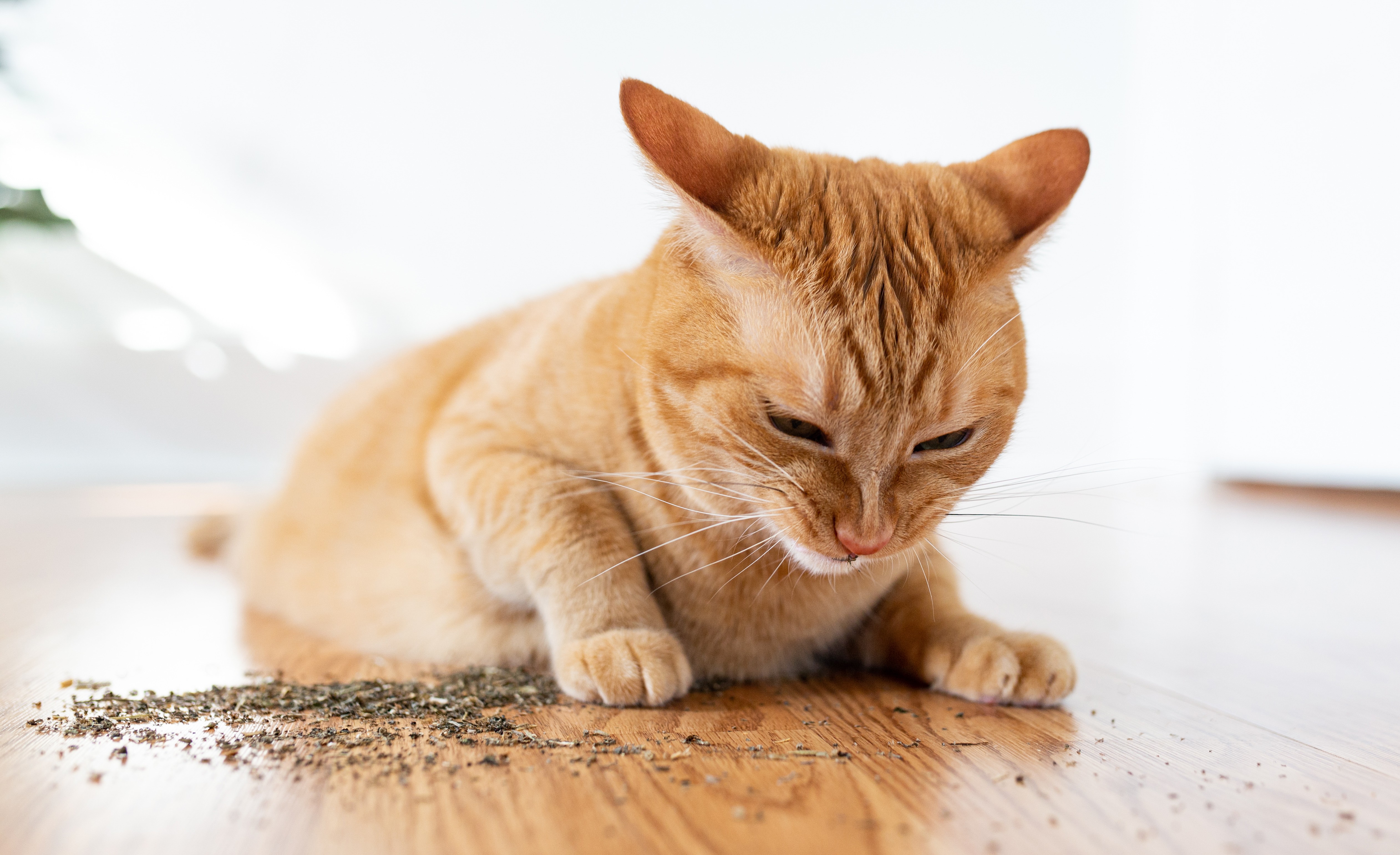 Vad är kattmynta och hur påverkar det din katt?