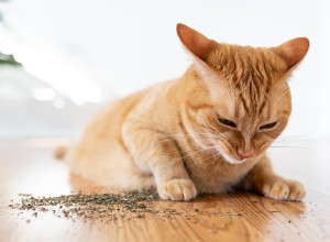 Vad är kattmynta och hur påverkar det din katt?