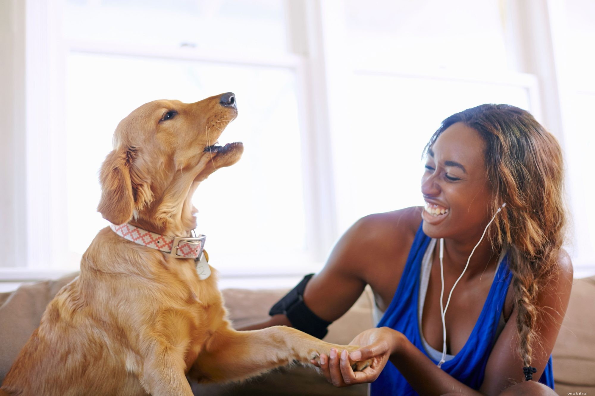 Pratar du med ditt husdjur? Ny forskning visar att den genomsnittliga hunden förstår 89 ord och fraser