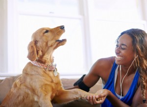 あなたはあなたのペットと話しますか？新しい研究は、平均的な犬が89の単語とフレーズを理解していることを示しています 