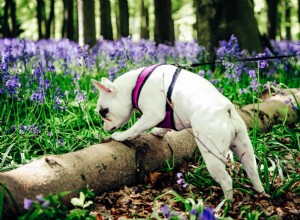 Por que é importante deixar seu cão cheirar, sem pressa, durante as caminhadas