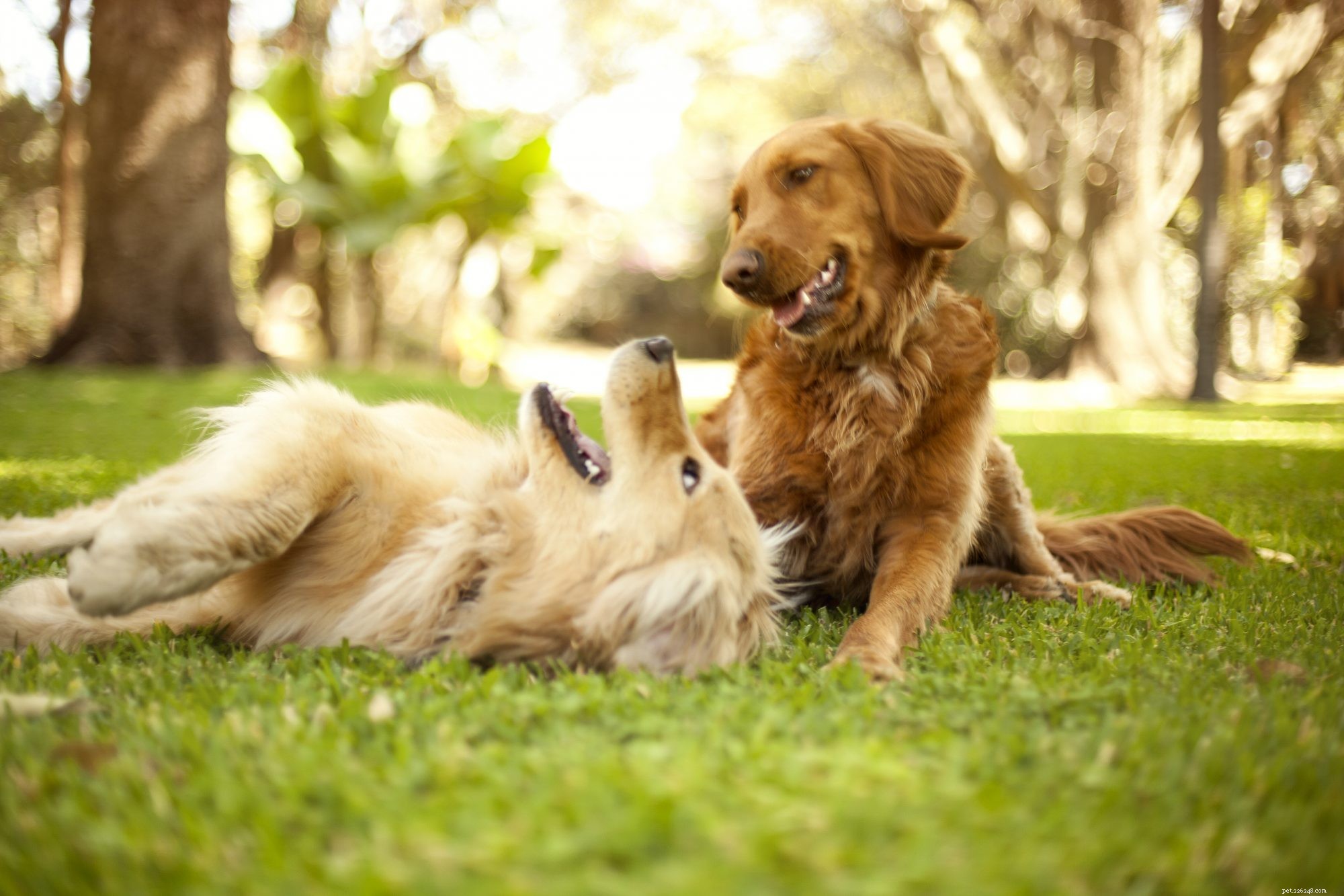 Honden zijn meer geneigd om met andere huisdieren te spelen als hun baasje toekijkt, zo blijkt uit een nieuwe studie
