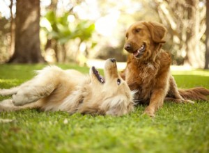 飼い主が見ていると、犬は他のペットと遊ぶ傾向が強くなります。新しい調査によると