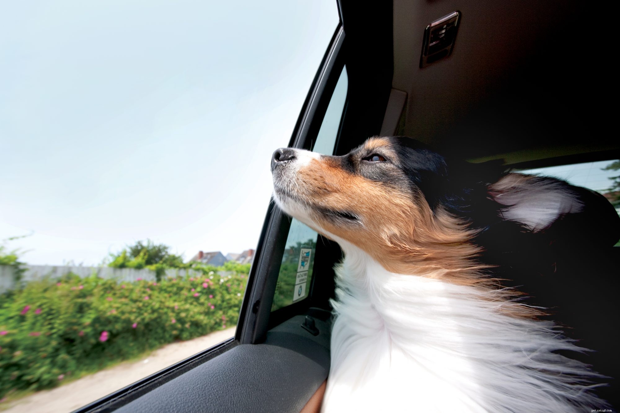 Tre sätt att hjälpa din hund med bilångest och åksjuka